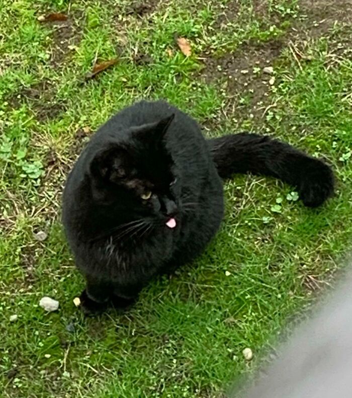 Black cat sitting on grass with its tongue slightly sticking out showing a cute animal blep moment outdoors.