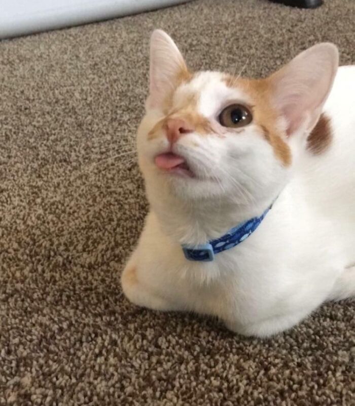 White and orange cat wearing a blue collar lying on carpet with tongue sticking out in a cute animal bleps pose