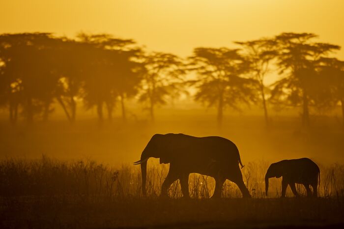 Silhouettes of elephants walking at sunset in a golden landscape, captured in stunning nature photography finals.