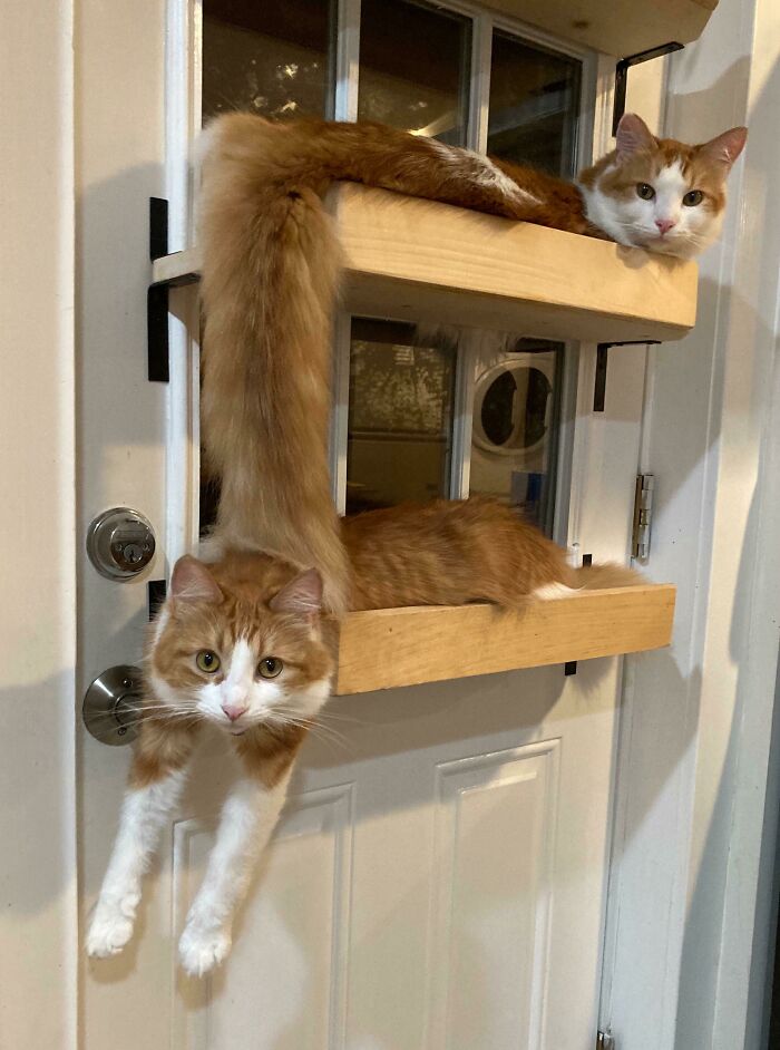 Two orange and white cats lounging on wooden shelves attached to a door, showcasing flexible liquid-cats photos.