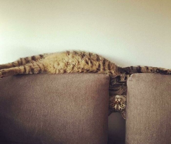Tabby cat stretched and hanging upside down between couch cushions in a relaxed liquid cats photo.