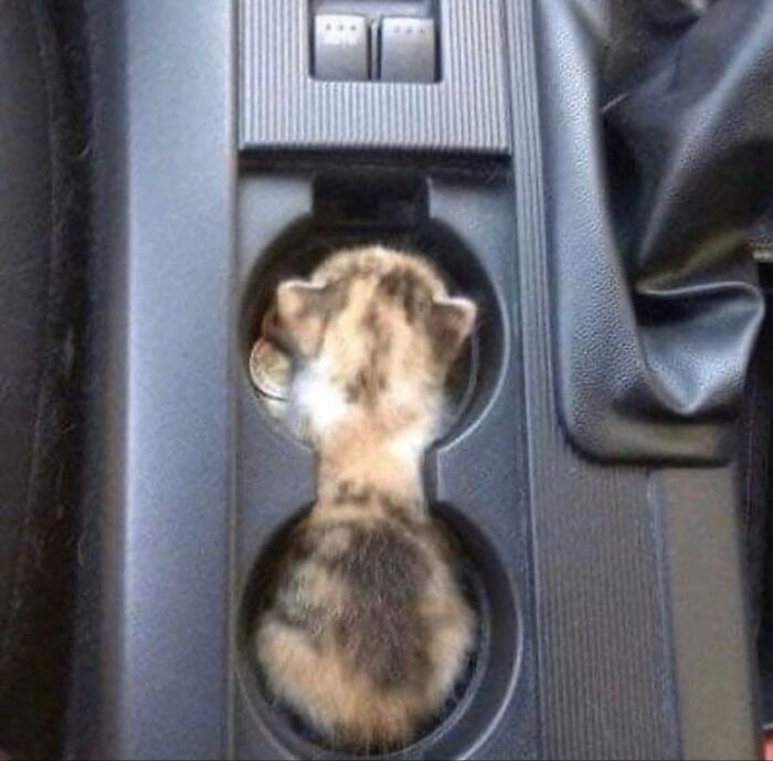 Kitten curled inside a car cup holder creating a liquid cats photo with a soft, cozy appearance.