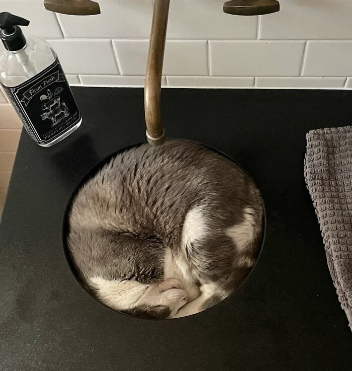 Cat curled up tightly inside a round sink, blending perfectly with the dark countertop in this liquid cats photo.