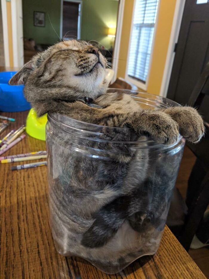 Tabby cat comfortably curled up inside a clear container, demonstrating liquid cats photos with relaxed paws and face.
