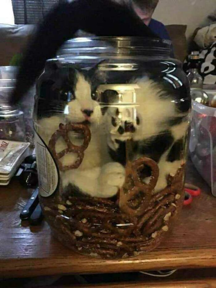Black and white cat curled up inside a large glass jar filled with pretzels, demonstrating liquid cats photos humor.