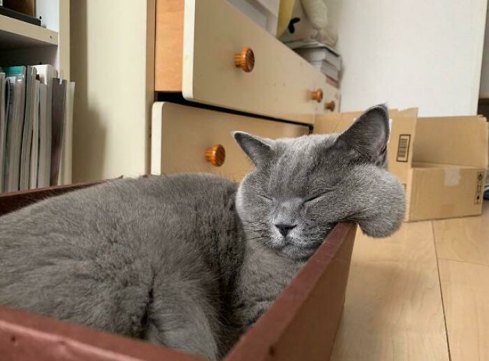 Gray cat sleeping with head and paw hanging over edge of a box in a cozy indoor setting liquid cats photos