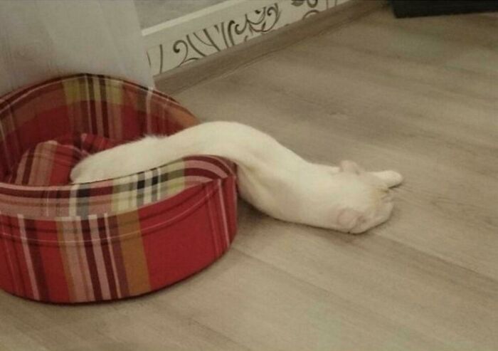White cat stretched in an unusual position beside a red plaid pet bed on a wooden floor in liquid-cats photos style.