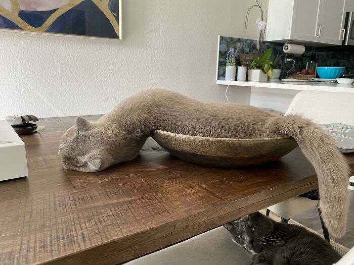 Liquid cats photos showing a cat stretched out like liquid in a wooden bowl on a dining table with another cat below.