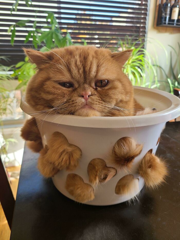 Orange cat squeezed inside a white container with paws sticking through holes, demonstrating liquid cats photos humor.
