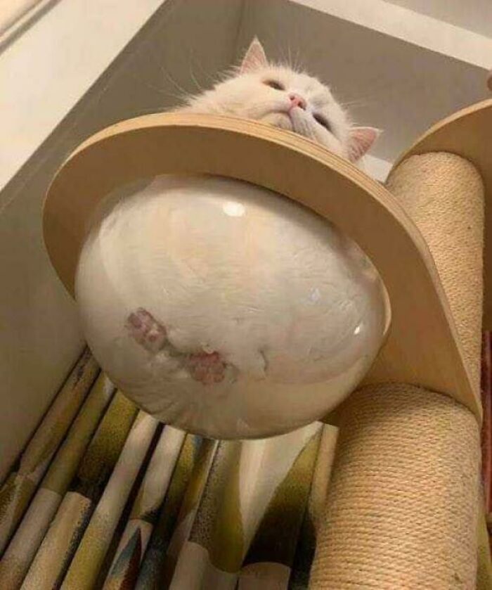 White cat curled up inside a transparent bubble on a cat tree, showing liquid-cats-photos perspective from below.