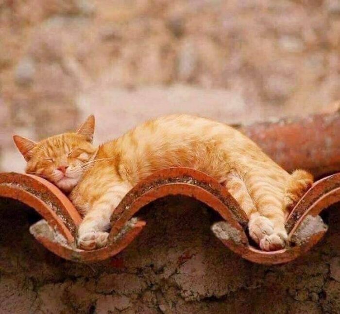 Orange cat sleeping stretched out and molded perfectly on curved roof tiles in a liquid cats photos moment.