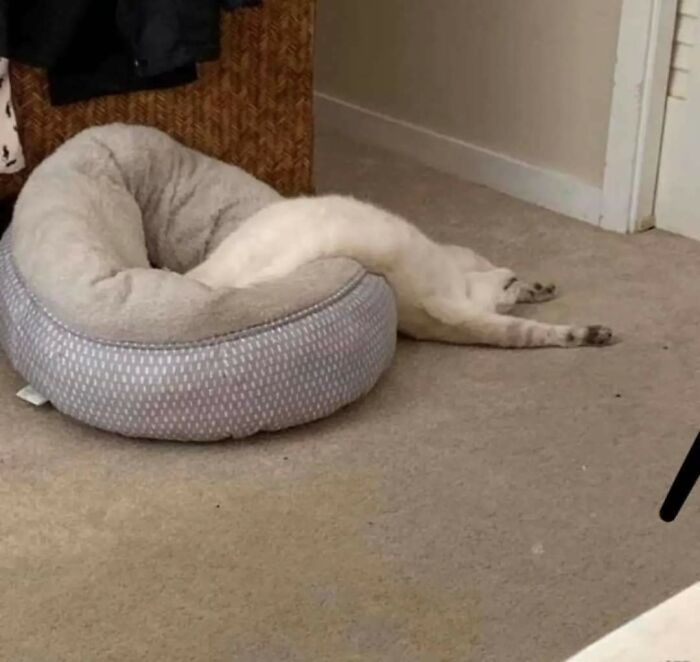 White cat stretched out with body spilling over pet bed, demonstrating liquid cats photos in a cozy room setting.