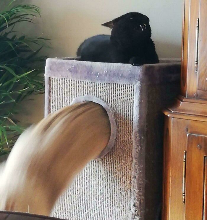 Black cat perched on top of a cat tower with beige fabric flowing through the side opening in a liquid cats photo.