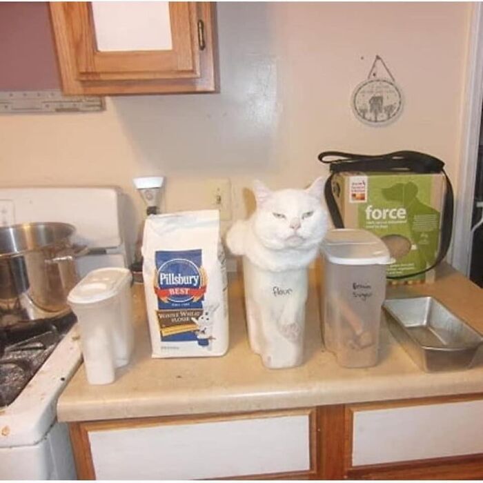 White cat fitting perfectly inside a clear container labeled flour among kitchen items, showcasing liquid-cats-photos humor.