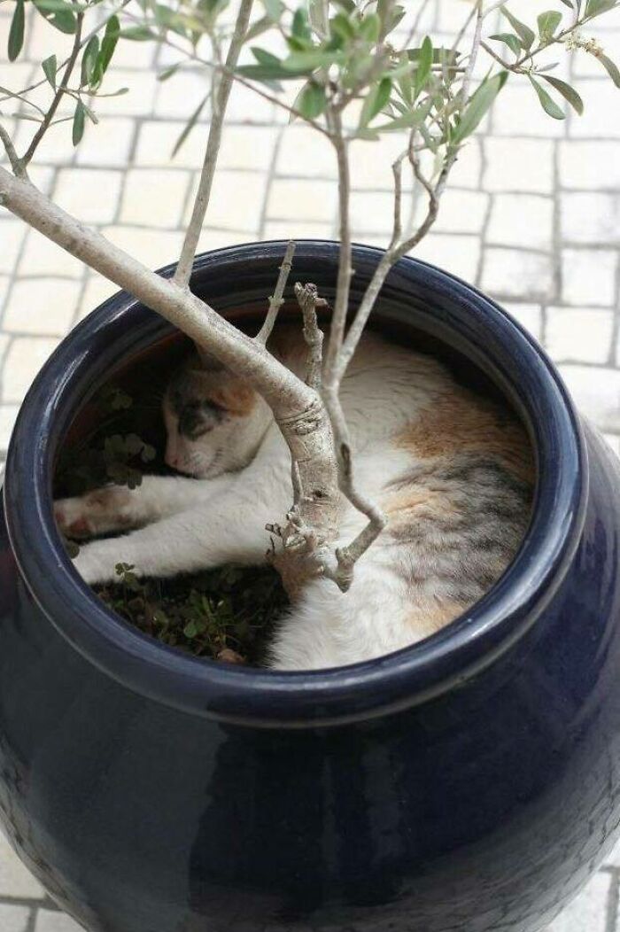 Cat curled up and sleeping inside a large blue pot with a small tree growing from the soil, liquid cats photos.