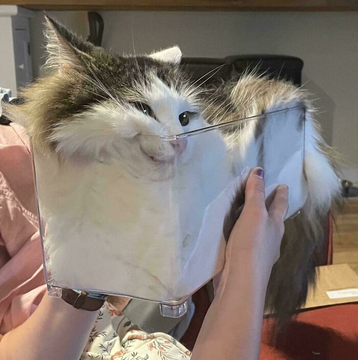 Fluffy cat fitting snugly into a clear plastic container, showcasing a perfect liquid cats photos moment at home.