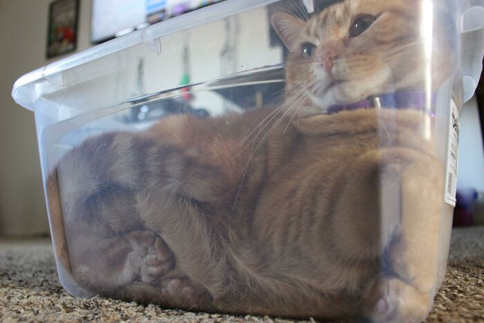 Ginger cat curled up inside a clear plastic container, showcasing liquid cats photos in a cozy indoor setting.