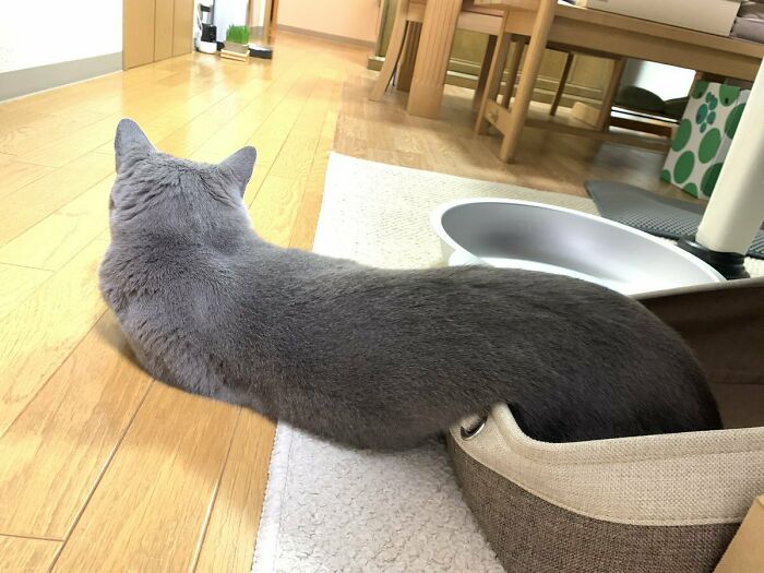 Gray cat stretching its body out of a small container on a wooden floor in a home setting showcasing liquid cat photo.