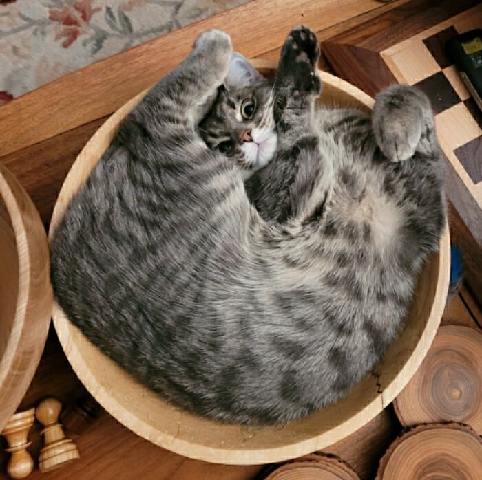 Gray tabby cat curled up tightly inside a wooden bowl, showing classic liquid cat behavior on a hardwood floor.