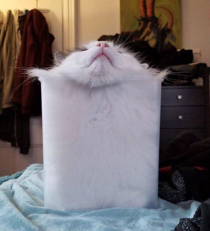 Fluffy cat squeezed inside a clear container, showcasing the liquid cats concept with its head tilted back.