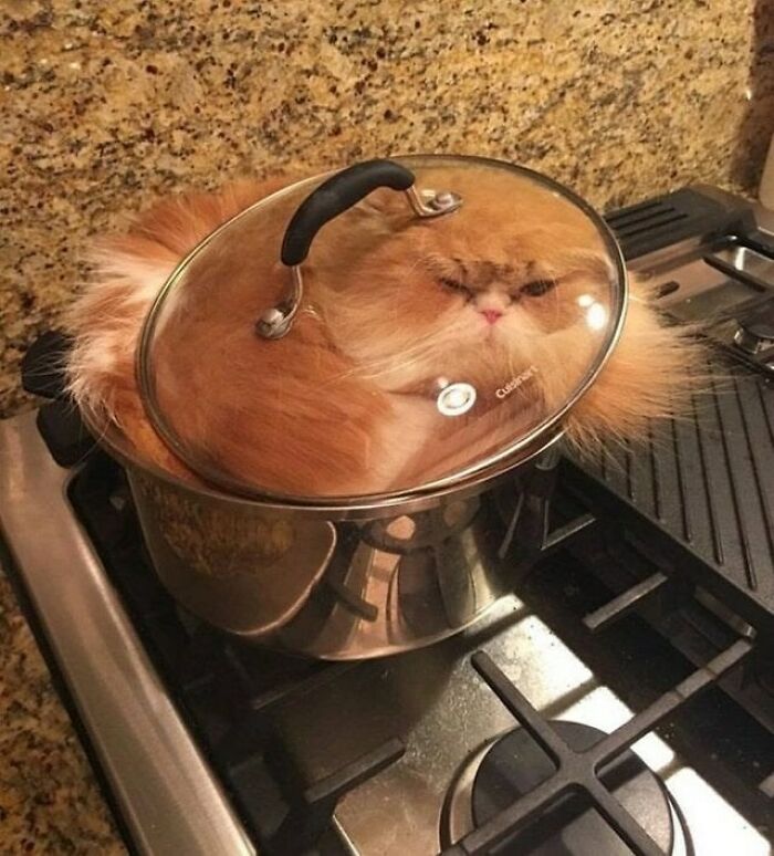 Fluffy orange cat curled up inside a cooking pot with a glass lid on a kitchen stove.