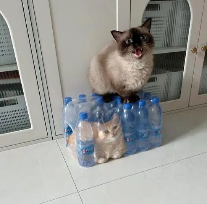 Two cats defying gravity and logic by fitting inside and on top of a plastic water bottle pack in a small space.