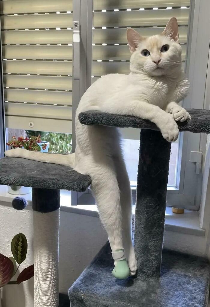 White cat defying gravity, flowing like liquid while lounging stretched on a multi-level cat tree near a window.