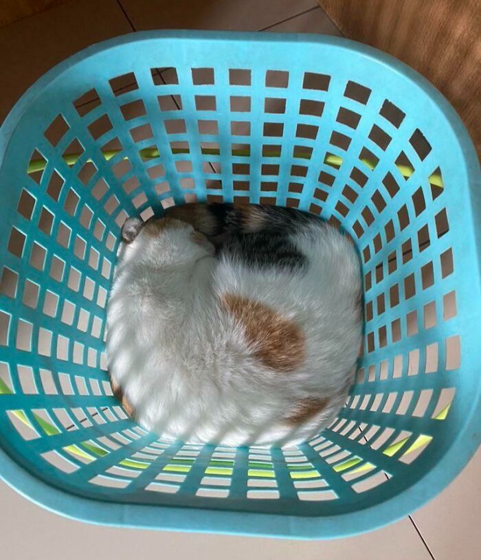 Calico cat flowing like liquid, curled up inside a blue plastic laundry basket fitting perfectly into the nook.