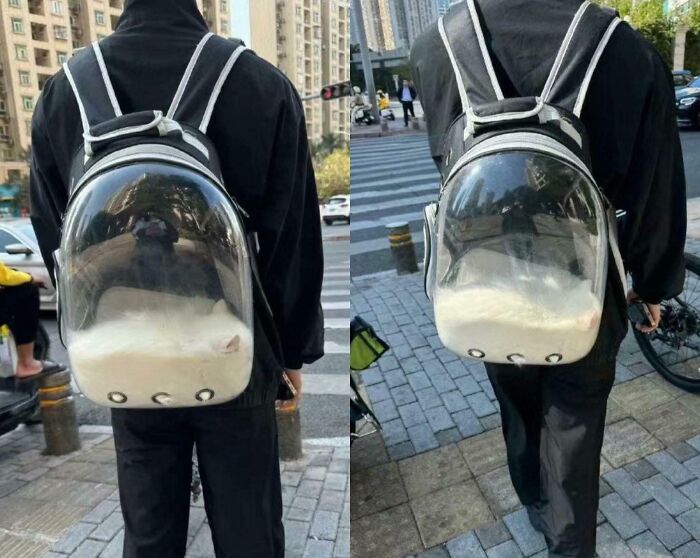 Cat flowing like liquid inside a transparent backpack, defying gravity by fitting perfectly into a small nook outdoors.