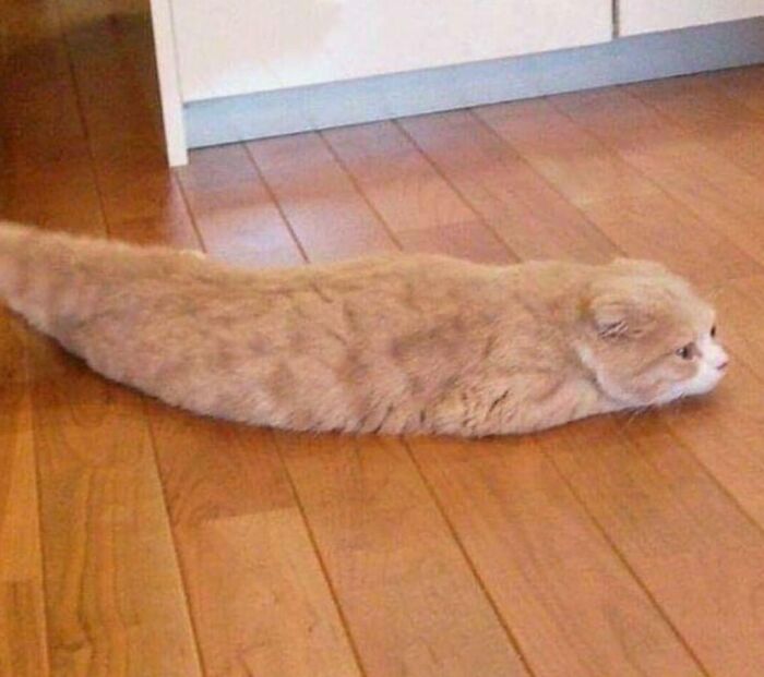 Cat defying gravity, stretched out on a wooden floor, flowing like liquid into a narrow space near the wall.