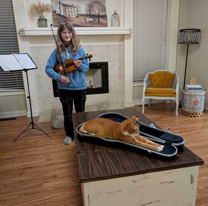 Orange cat flowing like liquid, stretched out inside a violin case on a wooden table in a cozy living room.
