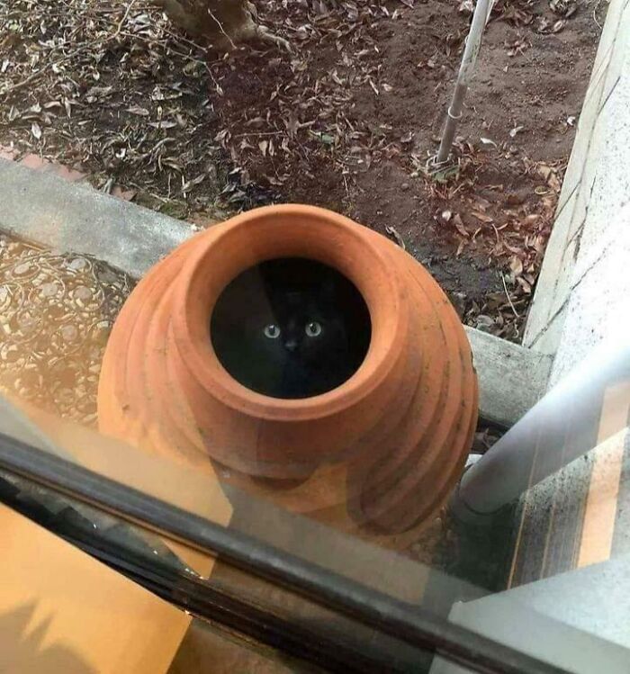 Black cat peeking from inside a large clay pot, showing cats defying gravity and flowing like liquid into small spaces