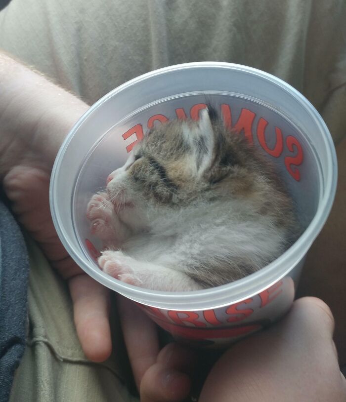 Small kitten flowing like liquid, curled up inside a clear plastic cup held gently in person's hands.