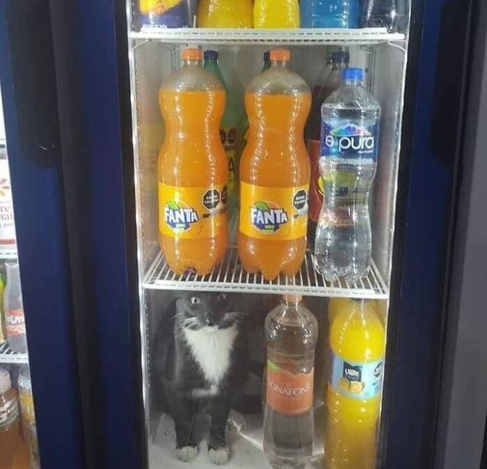 Black and white cat flowing like liquid inside a refrigerator among bottles, showcasing gravity-defying cat behavior.