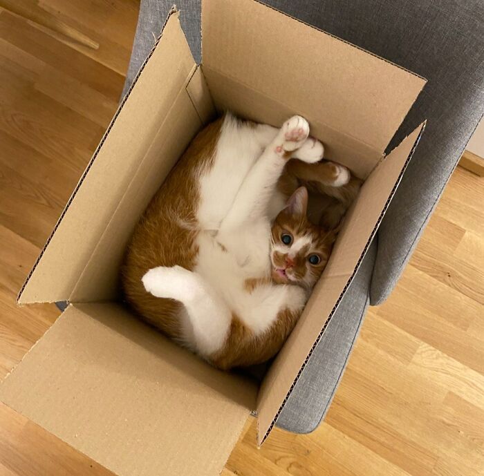Ginger and white cat curled inside a cardboard box, defying gravity and flowing like liquid into a small space.