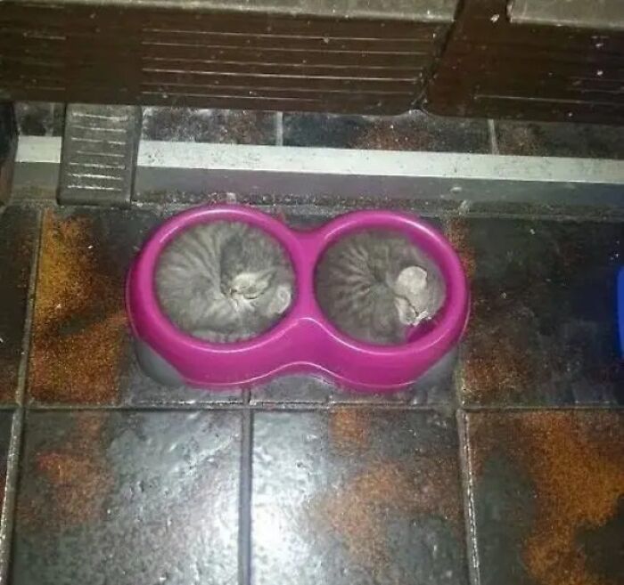 Two cats flowing like liquid, curled up tightly inside the compartments of a pink double pet bowl on a tiled floor.