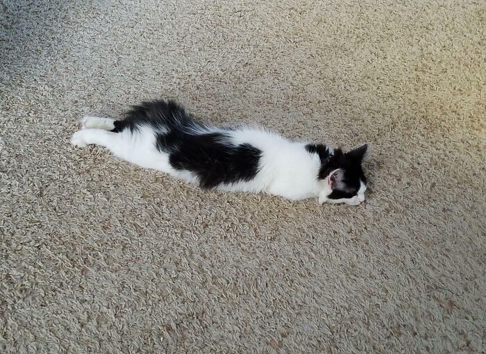 Black and white cat defying gravity, flowing like liquid while stretched out on a beige carpet in a relaxed pose.