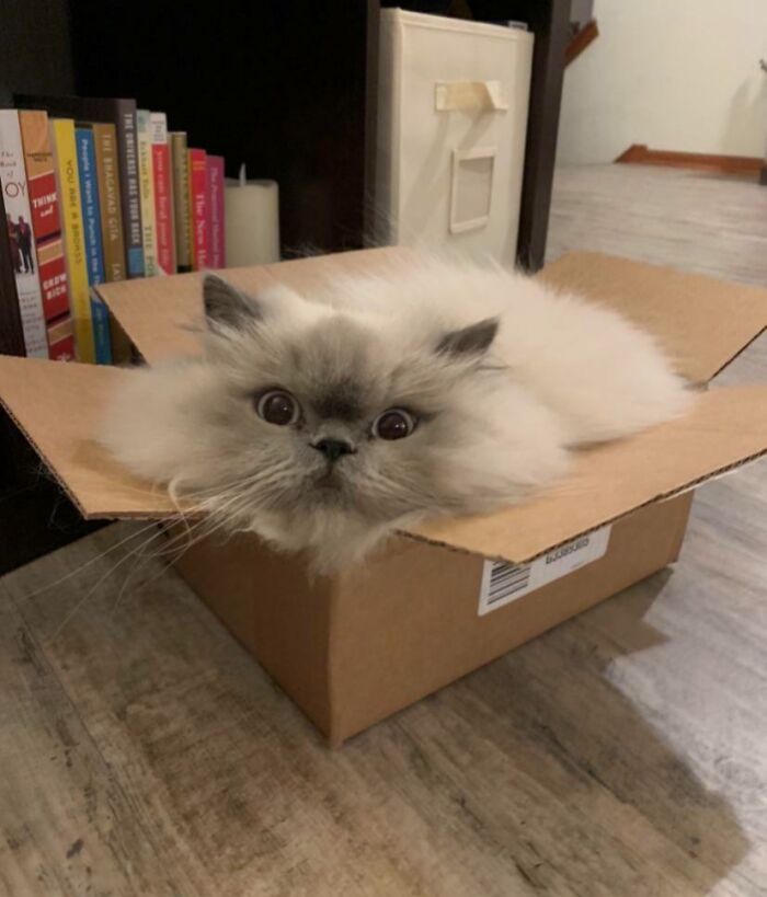 Fluffy cat defying gravity, flowing like liquid, fitting perfectly into a small cardboard box on the floor.