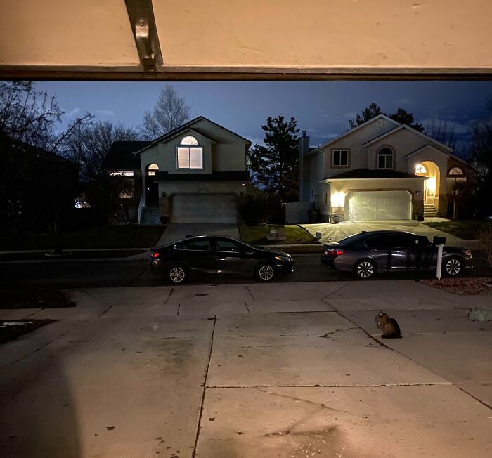 Nighttime suburban street with parked cars, illuminated houses, and a cat sitting on the driveway, showing lack of common sense.