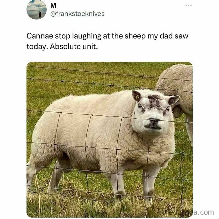Humorous Scottish post showing a fluffy sheep behind a wire fence with a comical expression in green field.