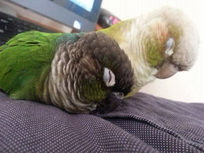 Two pet birds sleeping closely together on fabric, showing how pets affect personal space in daily life.