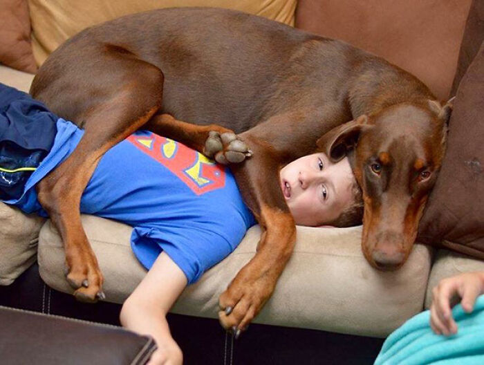 Boy wearing blue shirt loses personal space as large dog sprawls over him on the couch showing pet ownership challenges.