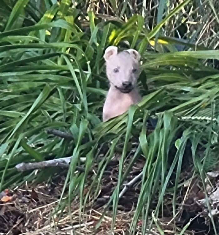 Unique-looking stray animal peeking through dense green foliage in Puerto Rico&rsquo;s woods.