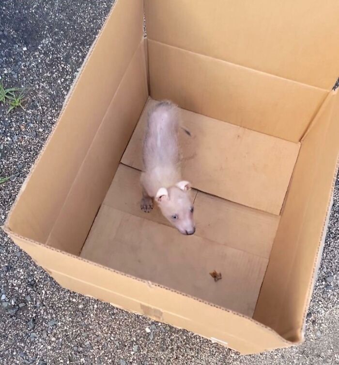 Unique-looking stray dog found in Puerto Rico&rsquo;s woods inside a cardboard box before rescue and relocation.