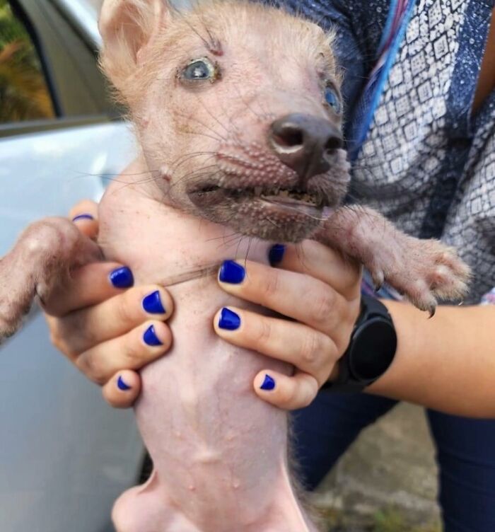 Stray dog with unique appearance found in Puerto Rico woods being held by person with blue nail polish.