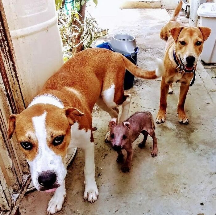 Unique-looking stray dog found in Puerto Rico&rsquo;s woods stands next to another dog and small animal on concrete floor.