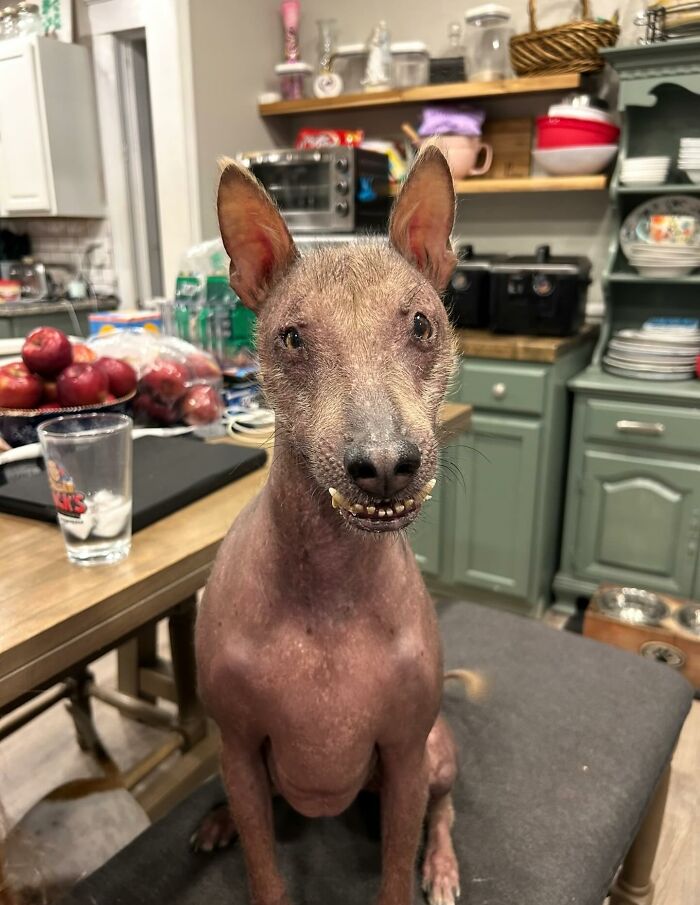 Unique-looking stray dog found in Puerto Rico&rsquo;s woods sitting indoors with a toothy smile on a gray chair.