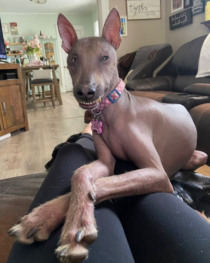 Unique-looking stray dog from Puerto Rico resting comfortably on owner's lap in a cozy New York home.