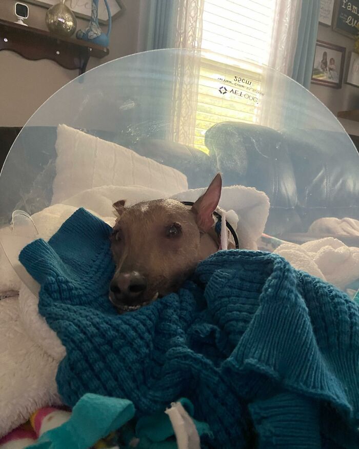 Stray dog from Puerto Rico wrapped in blankets with a protective cone, resting comfortably indoors in New York.