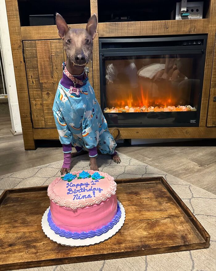 Unique-looking stray dog from Puerto Rico wearing pajamas, sitting by a birthday cake and fireplace in a New York home.